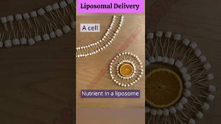 Liposomal Delivery ll 3D Animation ll Liposome Drug Delivery System ll SGpharmastudymaterial [upl. by Witte]