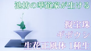 【生け花紹介】池坊の華道家が花材（擬宝珠・ギボウシ）を集めて生花正風体を生ける〈IKEBANA  插花演示〉【再】 [upl. by Lexerd710]