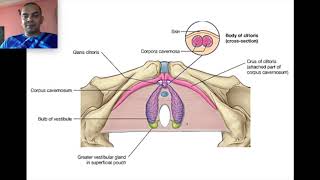 Pelvis 1  Perineum Anatomy  Perineal Pouch  Incredible human body [upl. by Sueddaht]