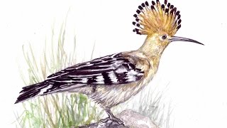 Hoopoe Bird Watercolour painting [upl. by Iong]