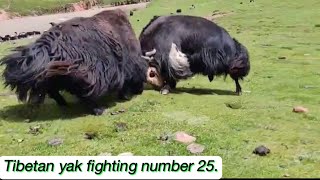 Tibetan yak fighting number 25 [upl. by Jews]