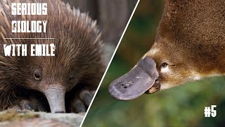 Platypus and echidna egglaying mammals  Serious Biology 5 [upl. by Arvy]