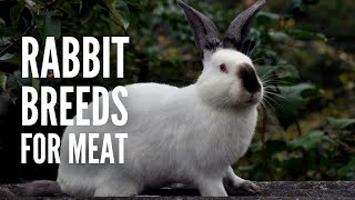 The 15 Best Rabbit Breeds for Meat [upl. by Slater386]