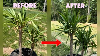 How to Revive a Dying Yucca Plant [upl. by Lisha]