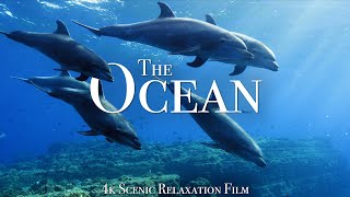 The Ocean 4K  Scenic Wildlife Film With Calming Music [upl. by Lewak748]