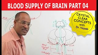 Blood Supply of Brain  Circle of Willis  Part 411 [upl. by Hylan489]