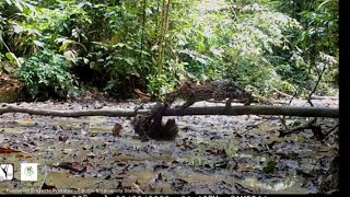 Watch sloth fight off ocelot in incredibly rare footage from deep in the Amazon rainforest [upl. by Joellen]