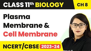 Plasma Membrane and Cell Membrane  Cell The Unit of Life  Class 11 Biology [upl. by Elita174]