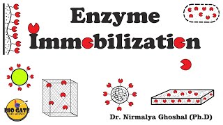 Enzyme Immobilization immobilization of biocatalysts animation [upl. by Herald]