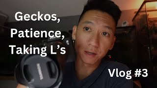 Geckos Patience Taking Ls  Vlog 3 of Zeros Geckos [upl. by Alekram432]