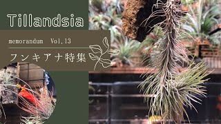 2021年10月30日【チランジア】育成中のTillandsia フンキアナ紹介！VOL13 Introducing Tillandsia Funckiana growing in my room [upl. by Vershen]