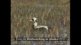 Birdwatching in Alaska [upl. by Eceryt]