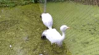 Paradijskraanvogels  Blue cranes  Olmense ZOO [upl. by Rogergcam]