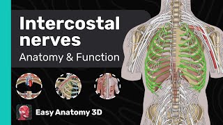 Intercostal Nerves Anatomy amp Function  Thoracic Nerves  Easy Anatomy [upl. by Eycal]