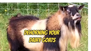 How to Dehorn Your Dairy Goat [upl. by Jovita981]