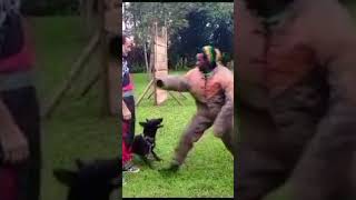 how aggression training be like doglover subscribe dutchshepard [upl. by Genesia956]