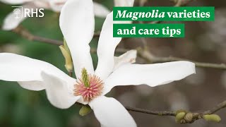 Magnolia varieties and care tips  The RHS [upl. by Theron]