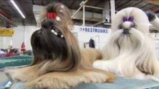 Dogs 101 Shih Tzu [upl. by Flory]