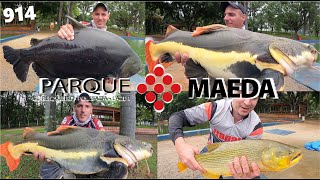 Pesqueiro MAEDA  Tanque 7 e seus grandes peixes Fishingtur 914 [upl. by Yhtomit]