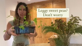 Pinching out my leggy sweet peas and propagating the tops [upl. by Stanwinn793]