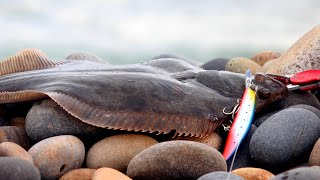 Incredible flatfish fishing with lure [upl. by Jorgan688]