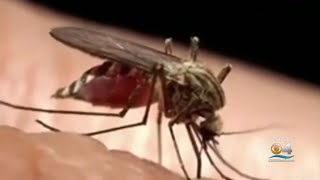 A Look At The Science Behind Mosquito Bites [upl. by Odnavres]