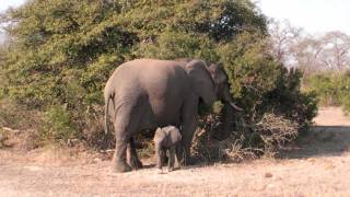 Cute baby elephant sprint [upl. by Margaret672]