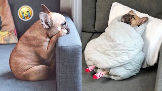 The Truth About Living With French Bulldogs [upl. by Nadual]