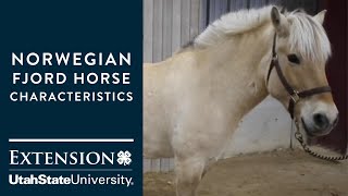 Norwegian Fjord Horse Characteristics [upl. by Vergil]