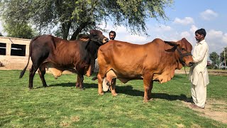 Pure Sahiwal Cow and Bull Selection Criteria ll Pure Sahiwal Cow ki Pehchan ll Haidry Dairy Farm [upl. by Helsell]