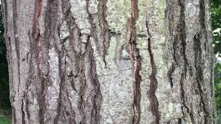 Italian Alder  trunk close up  August 2019 [upl. by Lelah]