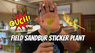 Field Sandbur Sticker Plant [upl. by Naman669]