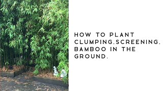 How to plant clumping screening bamboo in the ground [upl. by Eriha]