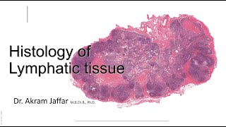 Histology of the lymphatic system [upl. by Parker]