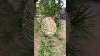 Cedar of Lebanon  female cone  fruit  August 2024 [upl. by Idnim314]