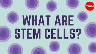 What are stem cells  Craig A Kohn [upl. by Ailaht311]