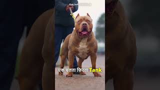 Top 5 Strong Dogs Breed😱 [upl. by Asil652]