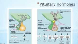 Pituitary Gland Part 2 [upl. by Elocyn]