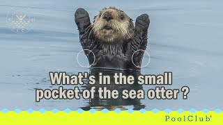 Whats in the small pocket of the sea otter [upl. by Dylan]