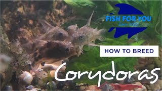 Easily Breed Corydoras for Profit at Home [upl. by Saraann]