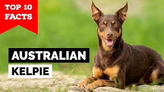 Australian Kelpie  Top 10 Facts [upl. by Klinger201]