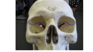 Skull Lab Part 1 Cranial Bones [upl. by Eilra]