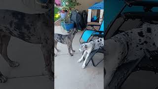 Summer doldrums  20240902 071842 puppy greatdane cute cutedog greatdaneworld greatdanetv [upl. by Norra199]