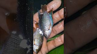 Releasing Trichogaster Fasciata Fish 🐟 trendingshorts viral video viralvideo viralshorts [upl. by Imaj803]