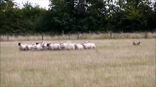 Tilly the Swedish Vallhund Herding 30 Sheep July 2017 [upl. by Altis]