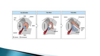 EMBRYOLOGIE Quatrième semaine du développement embryonnaire DR LAOUCHE [upl. by Enirual931]