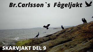 Skarvjakt Del 9 Cormorant hunting in Sweden [upl. by Charbonneau]