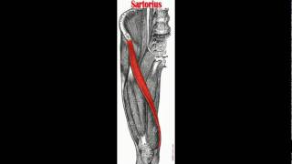 Sartorius Muscle Anatomy amp Physiology [upl. by Iggem]