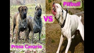 American Pitbull vs Presa Canario  fight to the death [upl. by Ahsemaj]