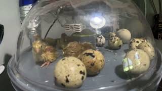 Hatching coturnix quail eggs to chicks in two minutes [upl. by Andromada]